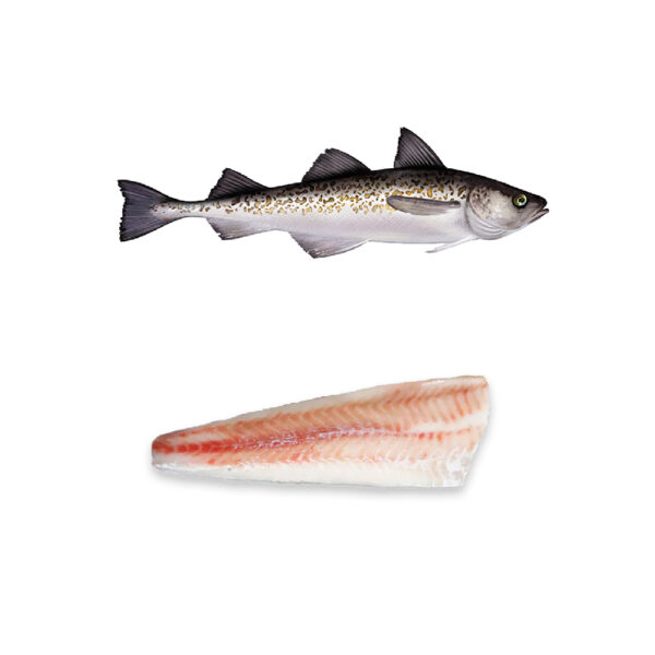 CALVO Filete Abadejo de Alaska 4-8oz Bolsa 1kg. Congelado 20% glaseo