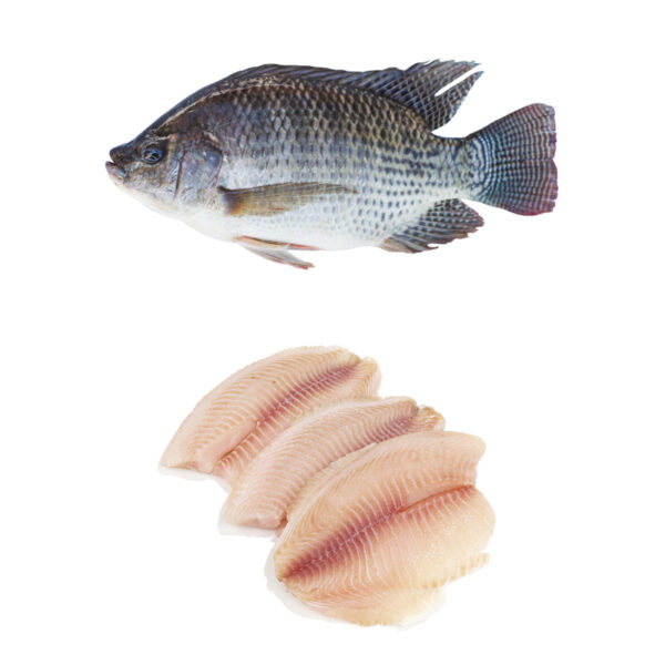 CALVO Filete Tilapia CHN 3-5oz Bolsa 1kg .Congelado 25% glaseo